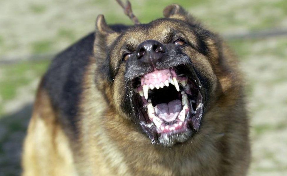 How Much Is A Dog Bite Case Worth In California? | McCrary Law Firm