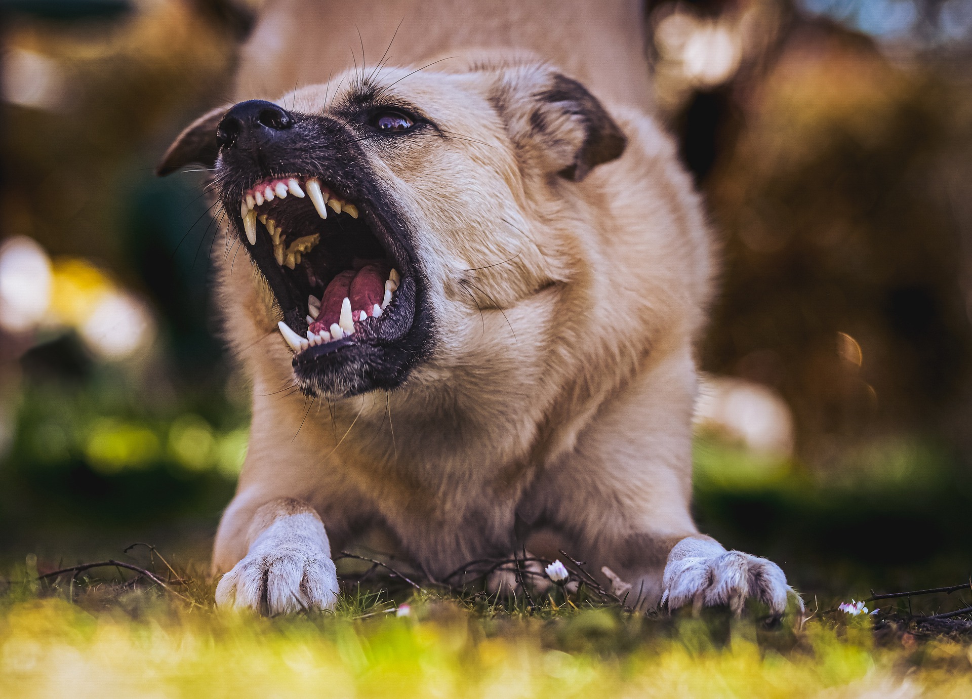 How Much Is A Dog Bite Case Worth In California? | McCrary Law Firm