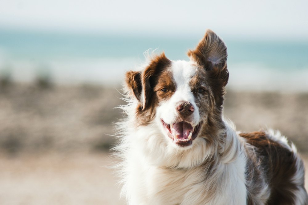 Dog standing outdoors
