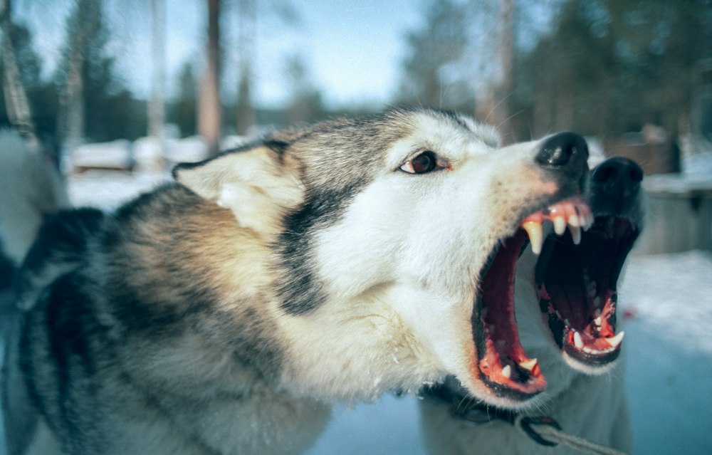Aggressive dog showing its teeth