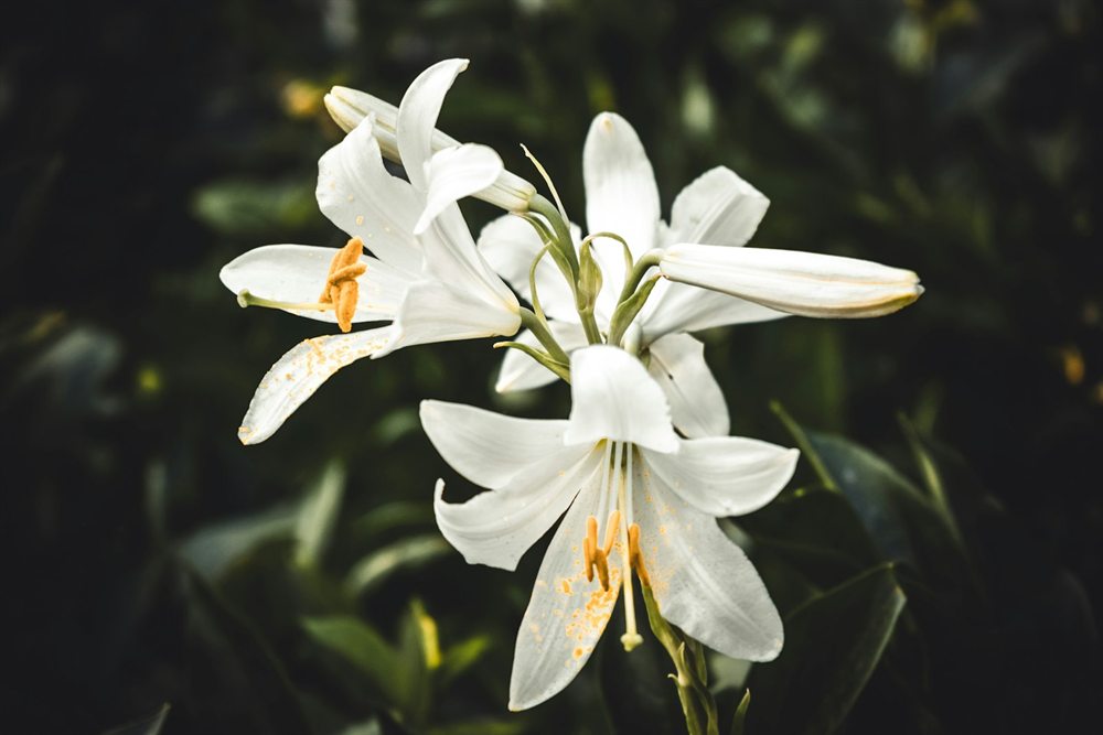 White lilies in remembrance